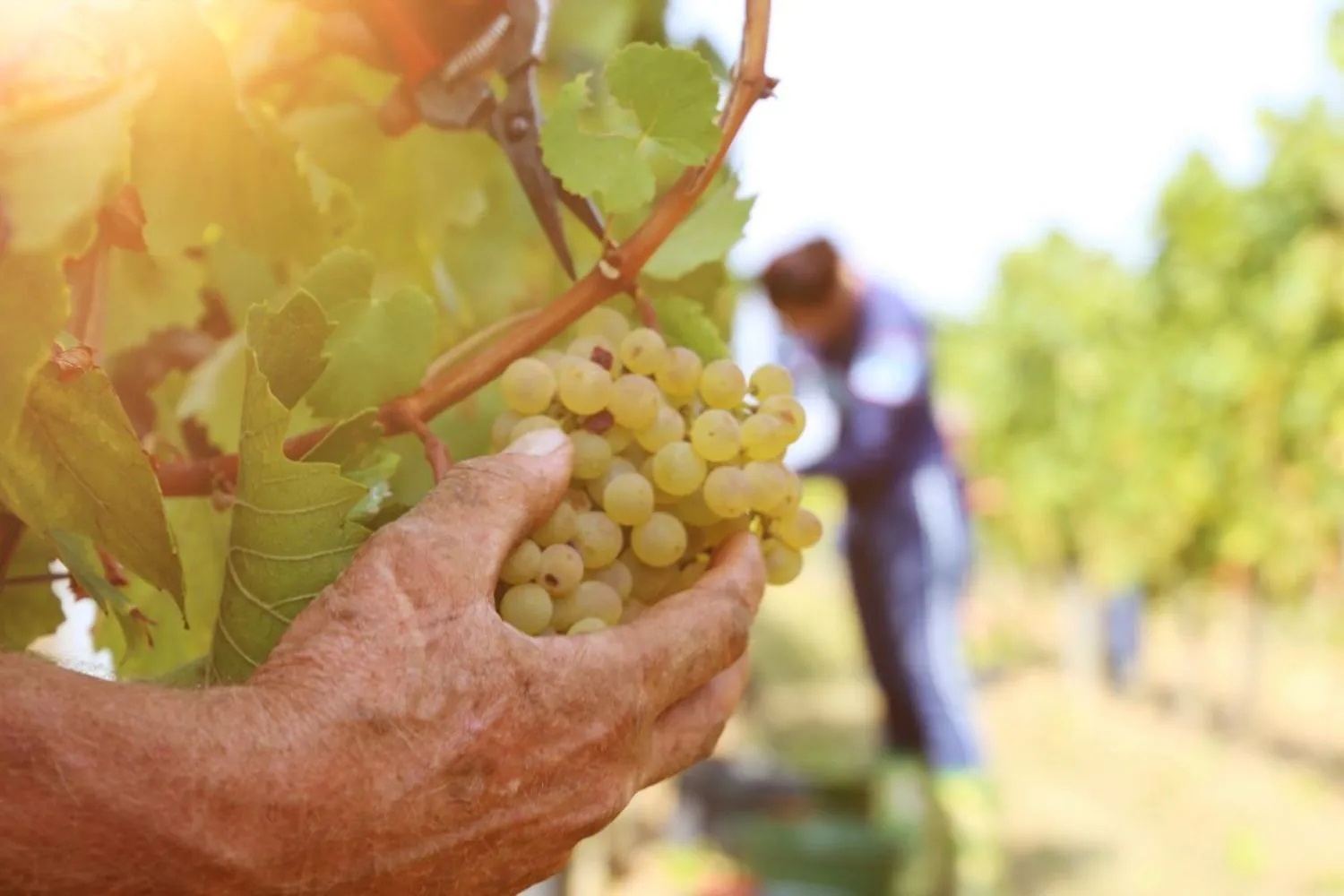 La vendemmia anticipata non basta più: dai pannelli agrivoltaici alla crema solare per i chicchi d'uva, come hanno protetto i vigneti dal caldo estremo