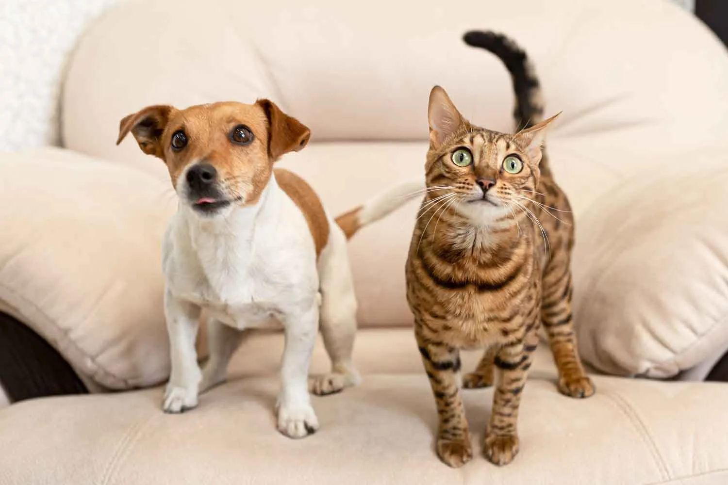 Se hai più di 65 anni e un animale domestico in casa, ti conviene leggere questo per risparmiare sulle spese veterinarie