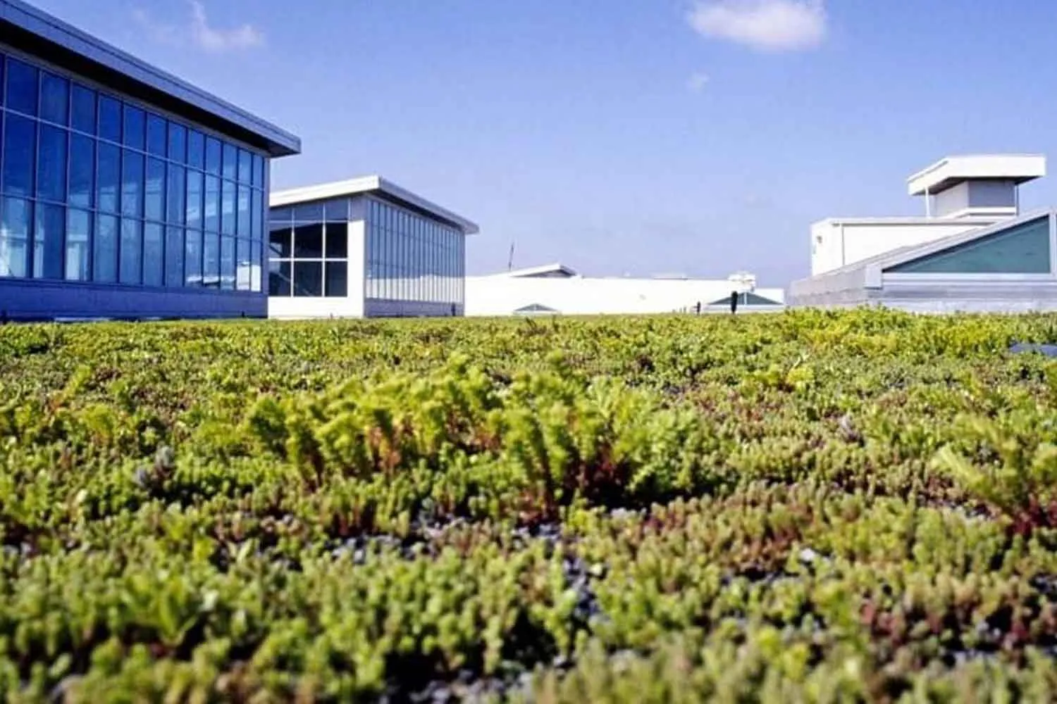 Un "tetto verde" sta crescendo sulla sommità del più grande stabilimento Ford: risparmio energetico e protezione per gli uccelli